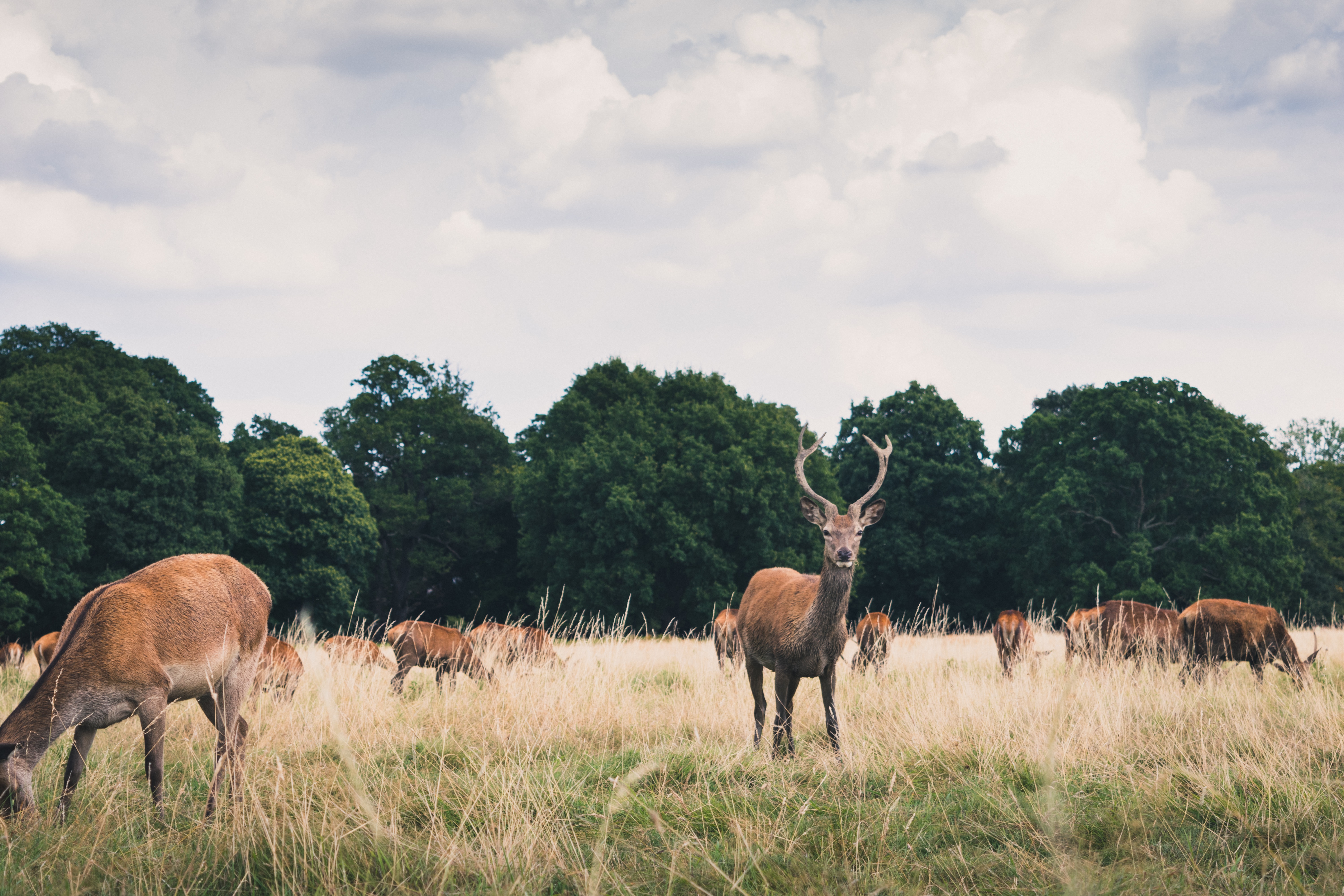 My Cleaners Richmond Park