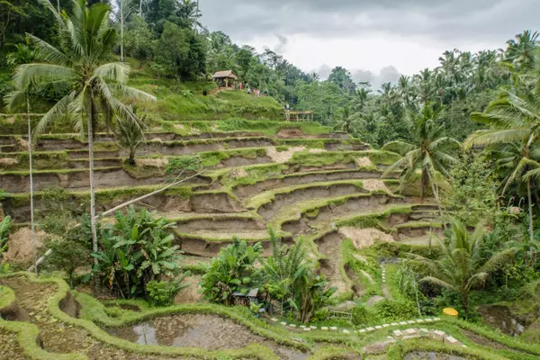 Tegalalang Rice Terrace